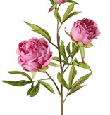 Peonia (Pioenroos) 'Spring Dream', met 2 bloemen: 1x Ø 10 cm & 1x Ø 8 cm, 1 knop Ø 4 cm & 25 bladeren, 73 cm