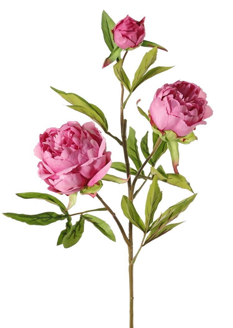 Peonia (Pioenroos) 'Spring Dream', met 2 bloemen: 1x Ø 10 cm & 1x Ø 8 cm, 1 knop Ø 4 cm & 25 bladeren, 73 cm