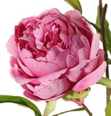 Peony "Spring Dream", x2flrs ø10/8cm, 1bud ø4cm & 25lvs, 73cm