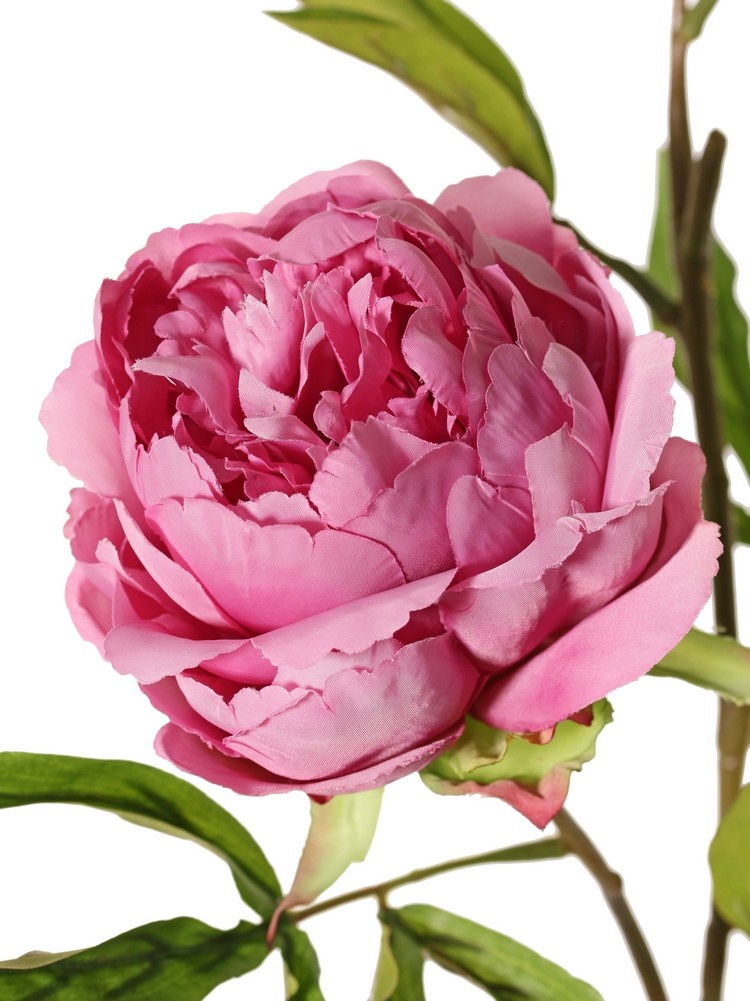 Pfingstrose, Peonia "Spring Dream", mit 2 Blumen, Ø 10/8cm, 1 Knospe, Ø 4cm, 25 Blätter, 73cm