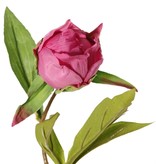 Peonia (Pioenroos) 'Spring Dream', met 2 bloemen: 1x Ø 10 cm & 1x Ø 8 cm, 1 knop Ø 4 cm & 25 bladeren, 73 cm