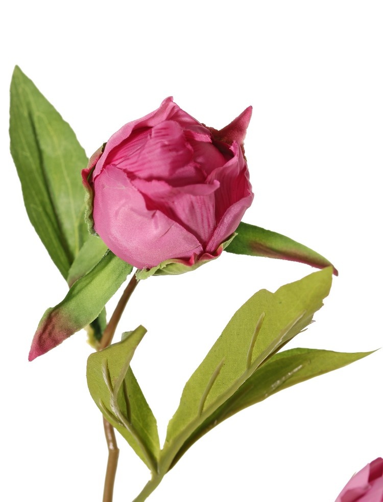 Peonia (Pioenroos) 'Spring Dream', met 2 bloemen: 1x Ø 10 cm & 1x Ø 8 cm, 1 knop Ø 4 cm & 25 bladeren, 73 cm