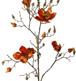 Magnolia (Beverboom) x5 vertakt, 4 bloemen, 5 grote bloemknoppen, 17 kleine knoppen, 107 cm