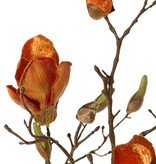 Magnolia (Beverboom) x5 vertakt, 4 bloemen, 5 grote bloemknoppen, 17 kleine knoppen, 107 cm