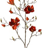 Magnolia (Beverboom) x5 vertakt, 4 bloemen, 5 grote bloemknoppen, 17 kleine knoppen, 107 cm