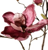 Magnolia (Beverboom) x5 vertakt, 4 bloemen, 5 grote bloemknoppen, 17 kleine knoppen, 107 cm