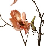 Magnolia (Beverboom) x5 vertakt, 4 bloemen, 5 grote bloemknoppen, 17 kleine knoppen, 107 cm