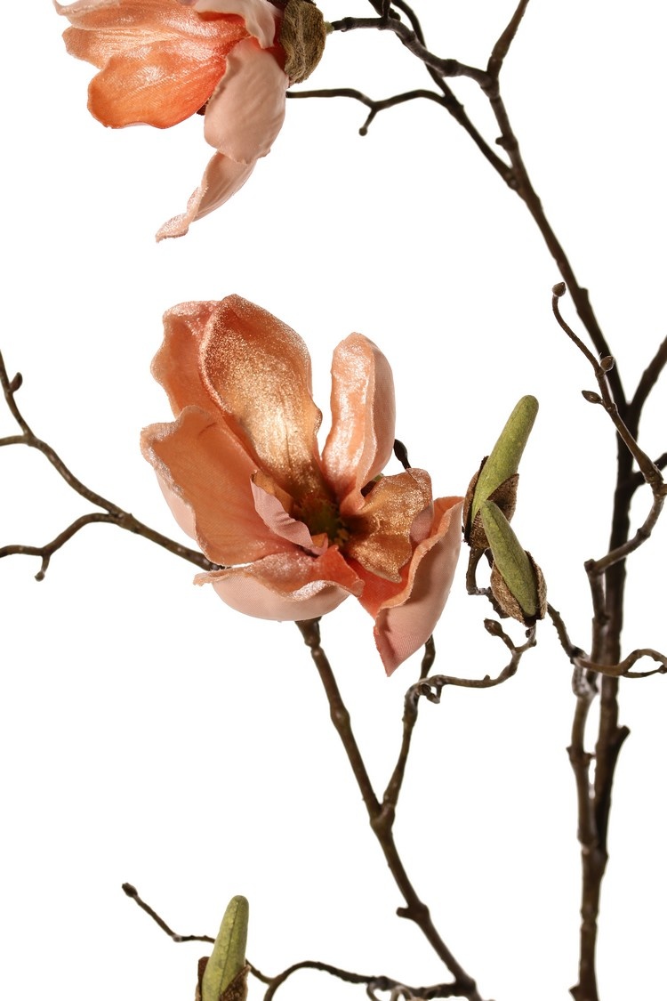 Magnolia (Beverboom) x5 vertakt, 4 bloemen, 5 grote bloemknoppen, 17 kleine knoppen, 107 cm