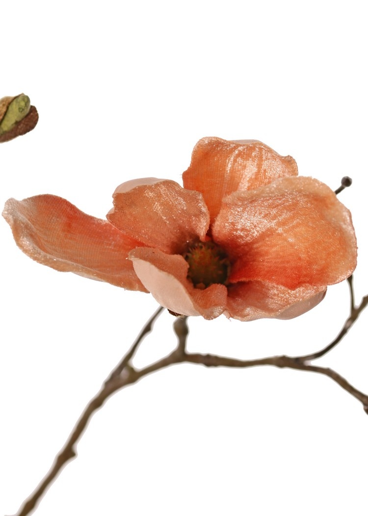 Magnolia (Beverboom) x5 vertakt, 4 bloemen, 5 grote bloemknoppen, 17 kleine knoppen, 107 cm