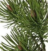Dennetak (Pinus) 2x vertakt, met 16 plastic dennetoeven (10x L / 6x S), 71 cm