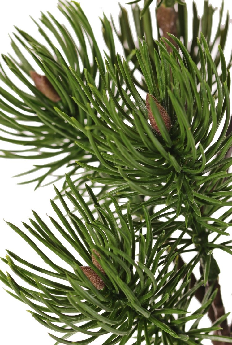 Dennetak (Pinus) 2x vertakt, met 16 plastic dennetoeven (10x L / 6x S), 71 cm
