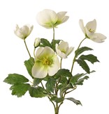 Arbusto Helleborus, 4x ramificado, 5 hojas (3x L / 2x M) y 2 capullos, 6 juegos de hojas, Ø 20 cm, a. 37 cm