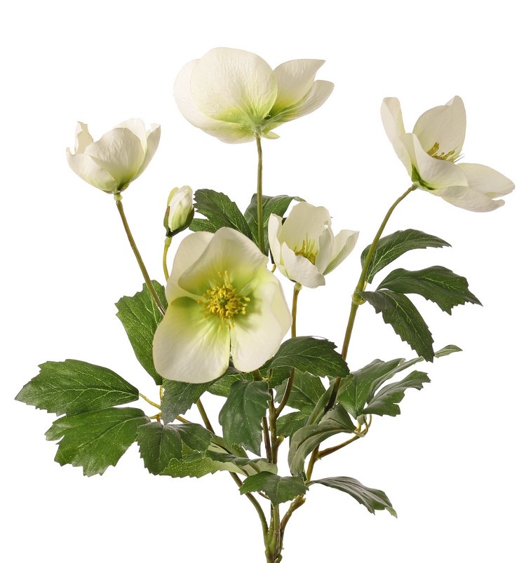 Helleborusplant (Kerstroos) 4x vertakt, 5 bloemen (3L/2M) & 2 knoppen, 6 sets bladeren, Ø 20 cm, h. 37 cm