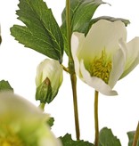 Helleborus bush, 4x branched, 5 leaves (3x L / 2x M) & 2 buds, 6 sets of leaves, Ø 20 cm, H. 37 cm