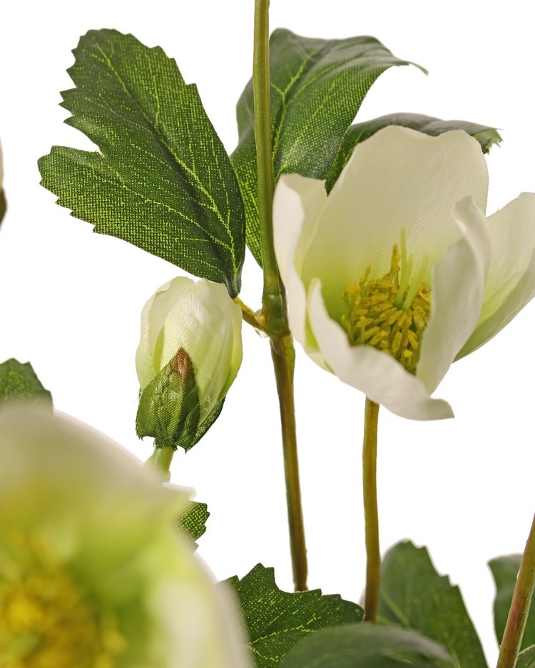 Helleborus bush, 4x branched, 5 leaves (3x L / 2x M) & 2 buds, 6 sets of leaves, Ø 20 cm, H. 37 cm