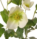 Helleborus (Christrose) 4x verzweigt, 5 Blüten (3x L / 2x M) & 2 Knospen, 6 Blattsets, Ø 20 cm, H. 37 cm