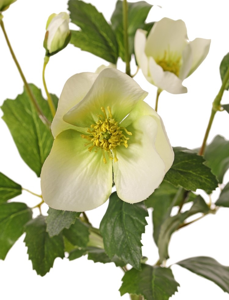 Helleborus bush, 4x branched, 5 leaves (3x L / 2x M) & 2 buds, 6 sets of leaves, Ø 20 cm, H. 37 cm