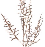 Asparagustak (wilde) (Asparagus acutifolius) 'Winter Glow' 5x vertakt, 101cm, volplastic