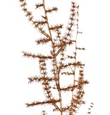 Asparagus branch (wild) (Asparagus acutifolius) 'Winter Glow' 5x branched, 101 cm, full plastic