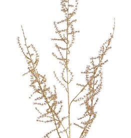 Asparagus branch (wild) (Asparagus acutifolius) 'Winter Glow' 5x branched, 101 cm, full plastic - light gold -