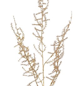 Spargelzweig (Asparagus) wild (Asparagus acutifolius) 'Winter Glow' 5x verzweigt, 101cm - hellgold