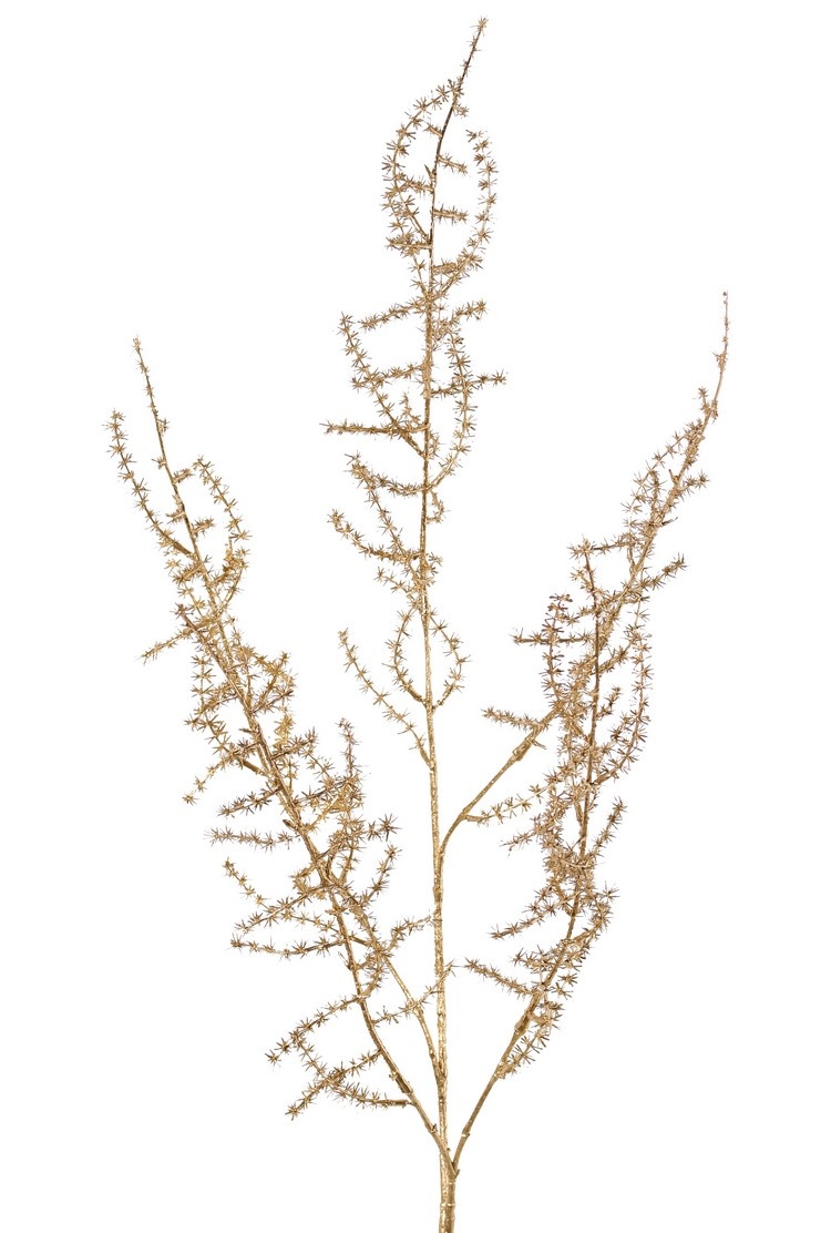 Asparagus branch (wild) (Asparagus acutifolius) 'Winter Glow' 5x branched, 101 cm, full plastic - light gold