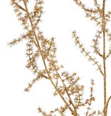 Asparagus branch (wild) (Asparagus acutifolius) 'Winter Glow' 5x branched, 101 cm, full plastic - light gold