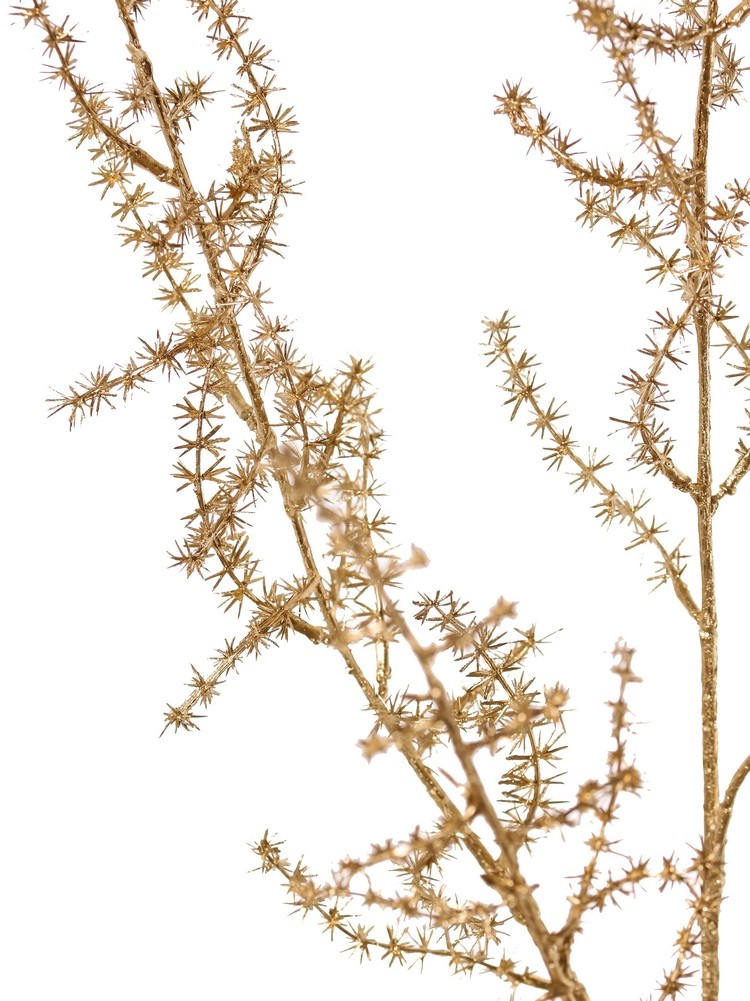 Asparagus branch (wild) (Asparagus acutifolius) 'Winter Glow' 5x branched, 101 cm, full plastic - light gold