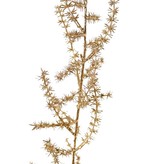 Asparagus branch (wild) (Asparagus acutifolius) 'Winter Glow' 5x branched, 101 cm, full plastic - light gold