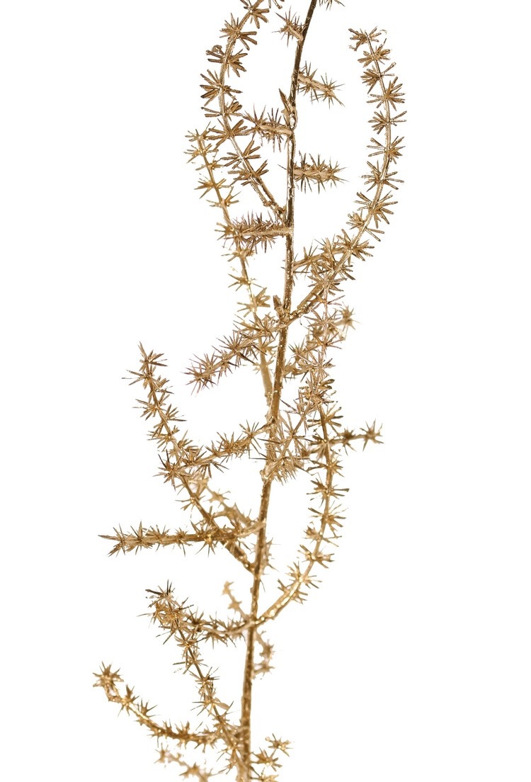 Asparagus branch (wild) (Asparagus acutifolius) 'Winter Glow' 5x branched, 101 cm, full plastic - light gold