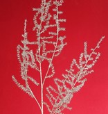 Asparagus branch (wild) (Asparagus acutifolius) 'Winter Glow' 5x branched, 101 cm, full plastic