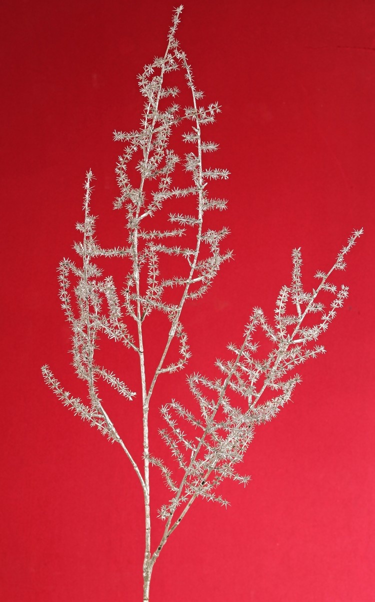 Rama de espárragos (silvestre) (Asparagus acutifolius) 'Winter Glow' 5x ramificados, 101 cm, plástico