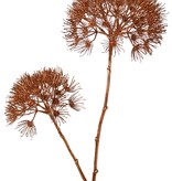 Doldenblüter-Zweig 'Winter Glow' mit 2 Blütenköpfen, Ø 20 cm / Ø 15 cm, 96 cm