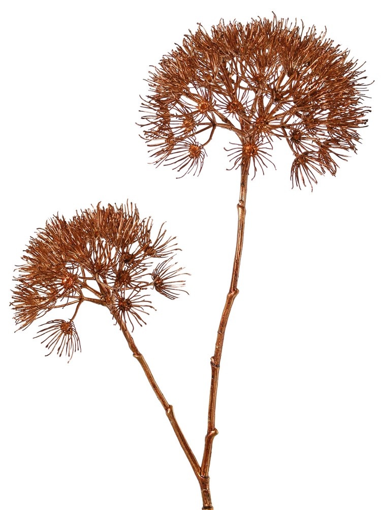 Doldenblüter-Zweig 'Winter Glow' mit 2 Blütenköpfen, Ø 20 cm / Ø 15 cm, 96 cm