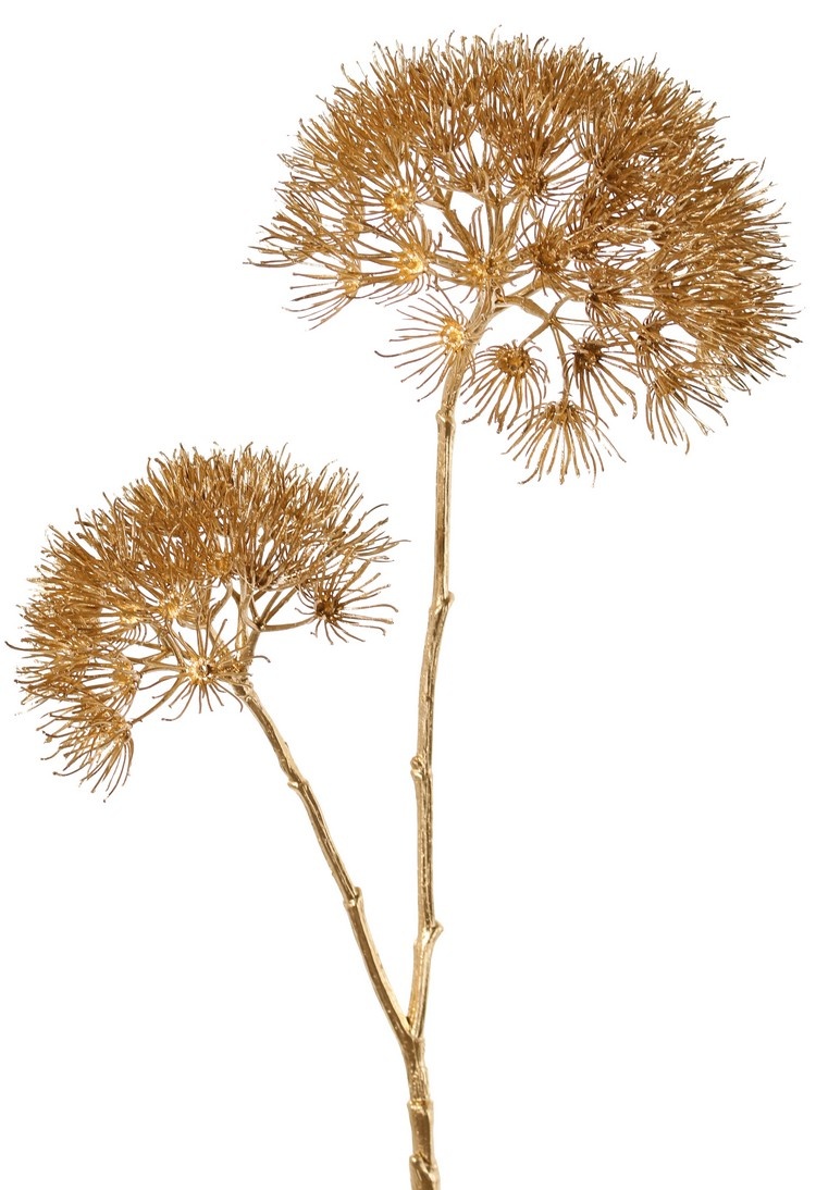 Apiaceae / Umbelliferae 'Winter Glow' with 2 flowerheads, Ø 20 cm / Ø 15 cm, 96 cm