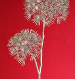 Apiaceae / Umbelliferae 'Winter Glow' with 2 flowerheads, Ø 20 cm / Ø 15 cm, 96 cm