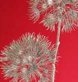 Apiaceae / Umbelliferae 'Winter Glow' with 2 flowerheads, Ø 20 cm / Ø 15 cm, 96 cm