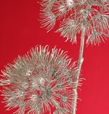 Apiaceae 'Winter Glow' con 2 inflorescencias, Ø 20 cm / Ø 15 cm, 96 cm