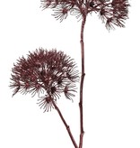 Apiaceae / Umbelliferae 'Winter Glow' with 2 flowerheads, Ø 20 cm / Ø 15 cm, 96 cm