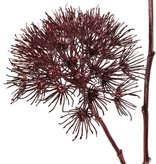 Apiaceae 'Winter Glow' con 2 inflorescencias, Ø 20 cm / Ø 15 cm, 96 cm