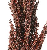 Sorghum, broomcorn, durra, 'Earthy Garden' bush: 30 x 8 cm, 80 cm in total