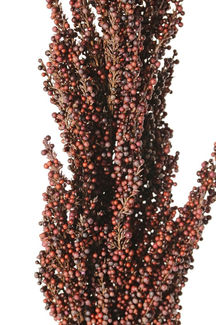 Sorghum, broomcorn, durra, 'Earthy Garden' bush: 30 x 8 cm, 80 cm in total