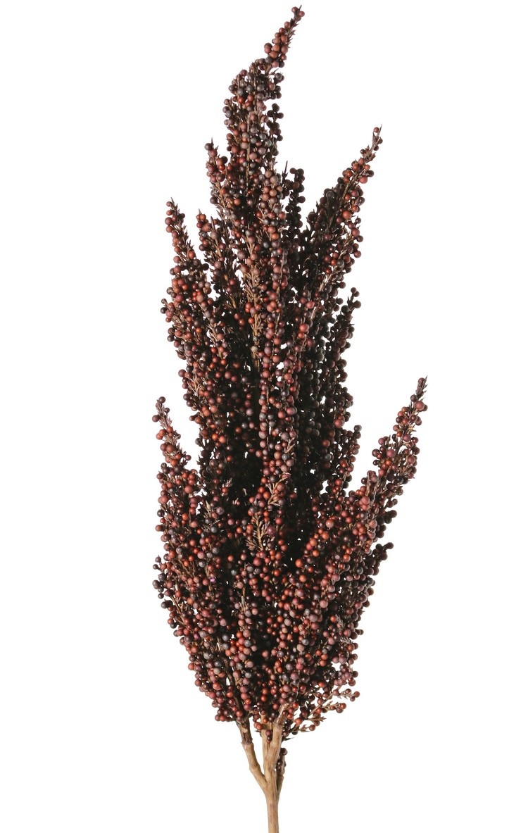 Sorghum, broomcorn, durra, 'Earthy Garden' bush: 30 x 8 cm, 80 cm in total