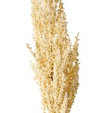 Sorghum, broomcorn, durra, 'Earthy Garden' bush: 30 x 8 cm, 80 cm in total