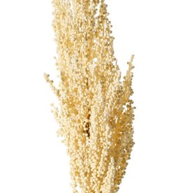 Sorghum, broomcorn, durra, 'Earthy Garden' bush: 30 x 8 cm, 80 cm in total