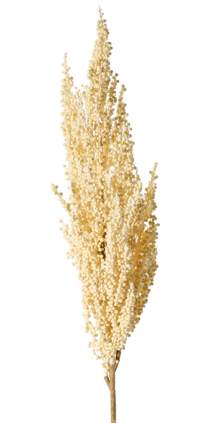 Sorghum, broomcorn, durra, 'Earthy Garden' bush: 30 x 8 cm, 80 cm in total