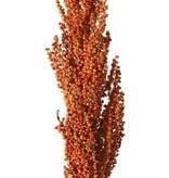 Sorghum, Hirsenzweig 'Earthy Garden' Büschel: 30 x 8 cm, 80 cm Gesamtlänge