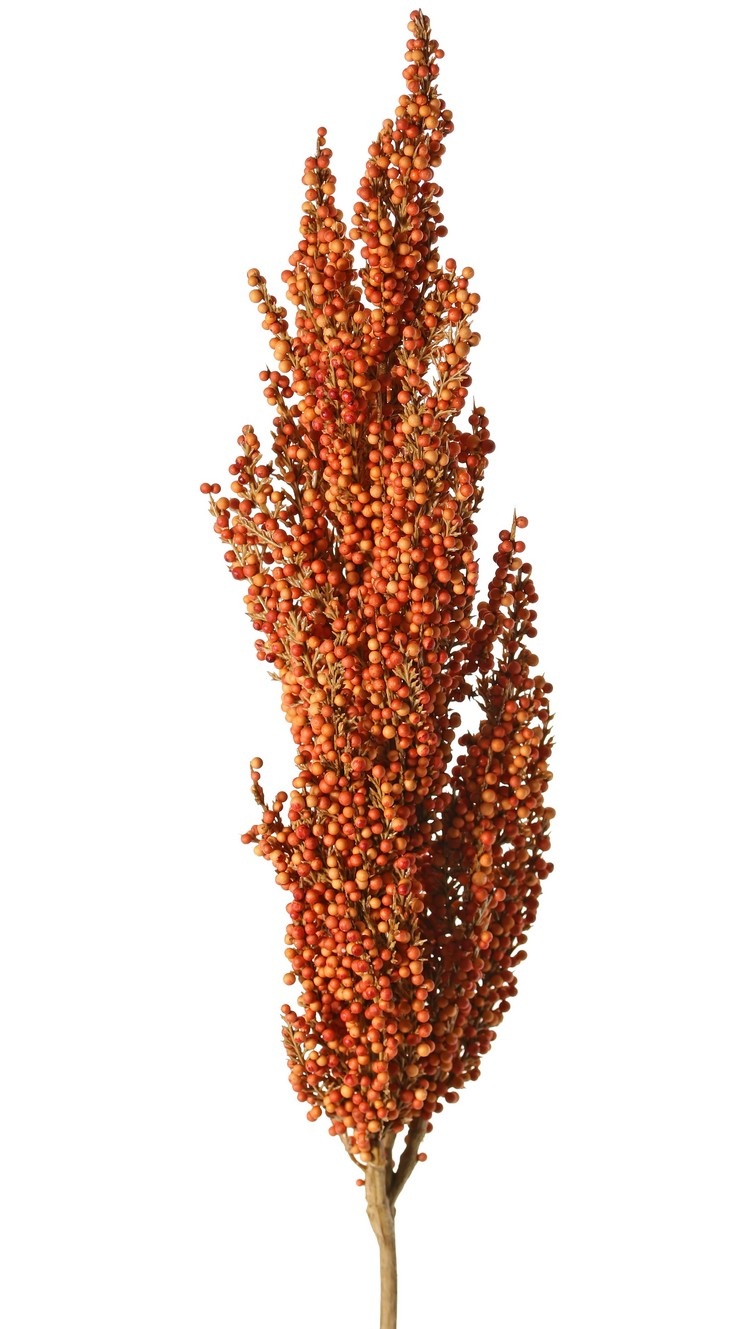 Sorghum, Hirsenzweig 'Earthy Garden' Büschel: 30 x 8 cm, 80 cm Gesamtlänge