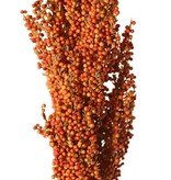 Sorghum, broomcorn, durra, 'Earthy Garden' bush: 30 x 8 cm, 80 cm in total