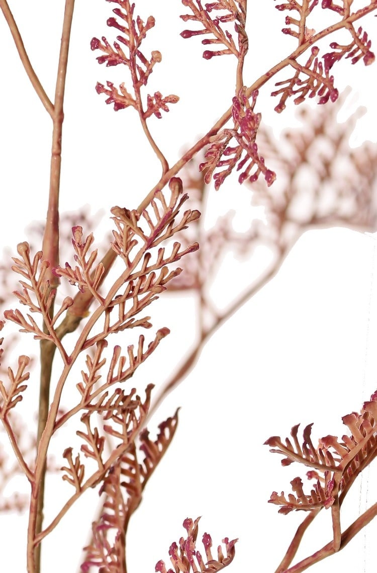 Limonium-Zweig (Strandflieder) 'Earthy Garden' 3x verzweigt, 57 Blattbüschel, 100 cm